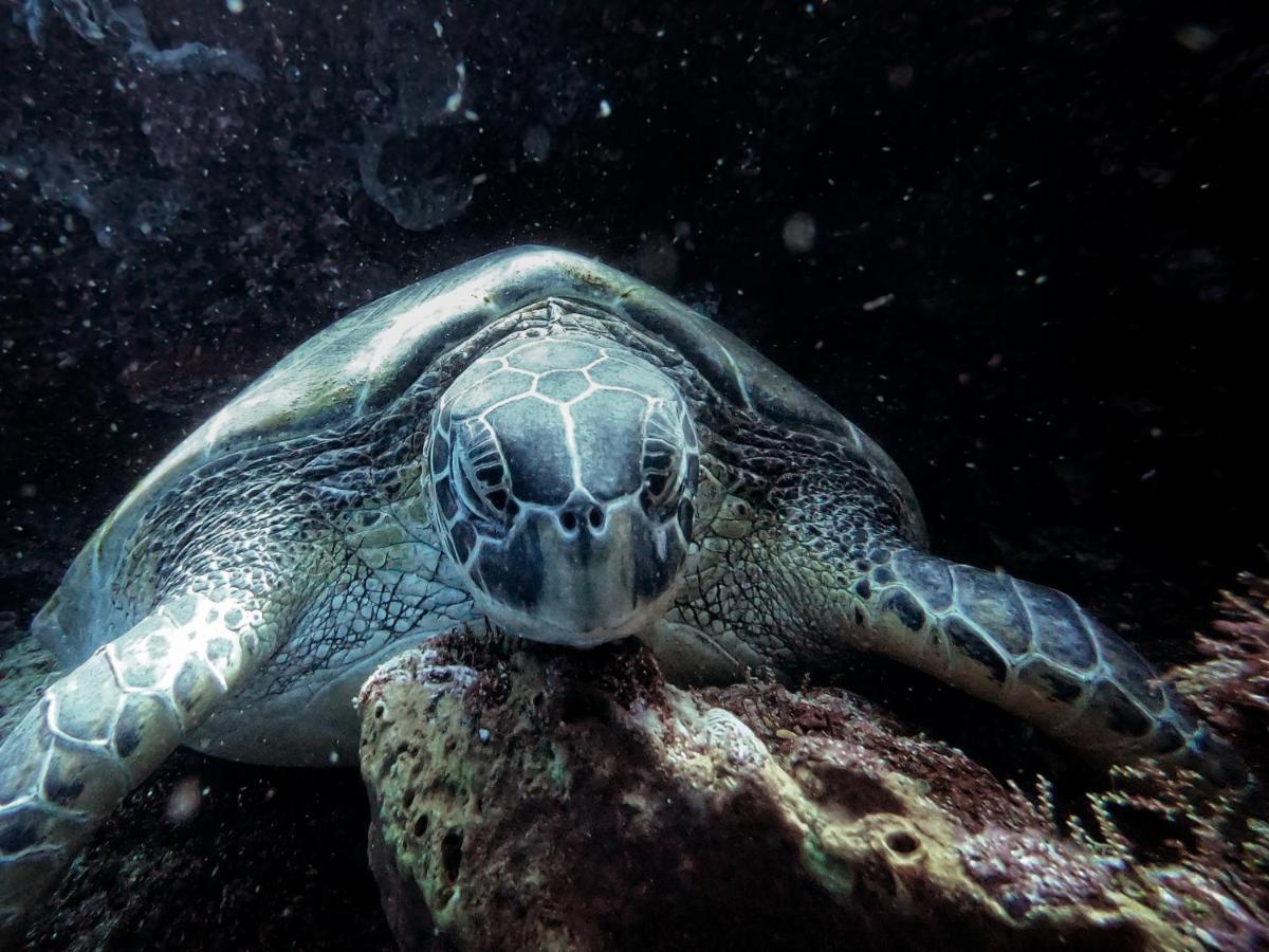 3Will Bunaken Dive Resort Kültér fotó